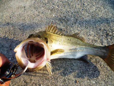 5時半ダッシュ勝平