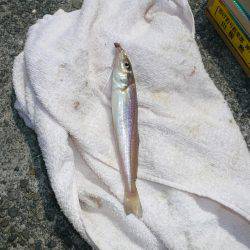 佐野白灯台でキス狙い