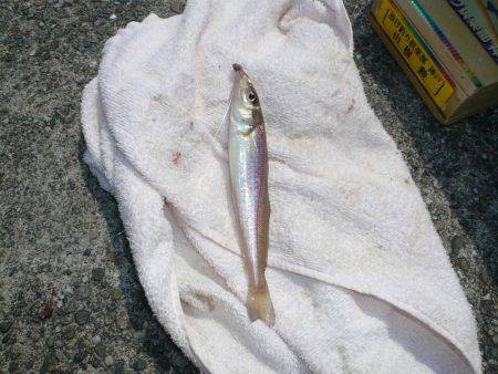 佐野白灯台でキス狙い