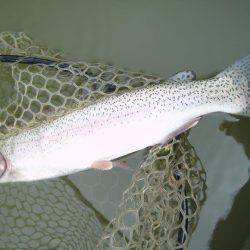 大安トラウトレイク 釣果