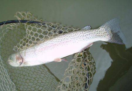 大安トラウトレイク 釣果