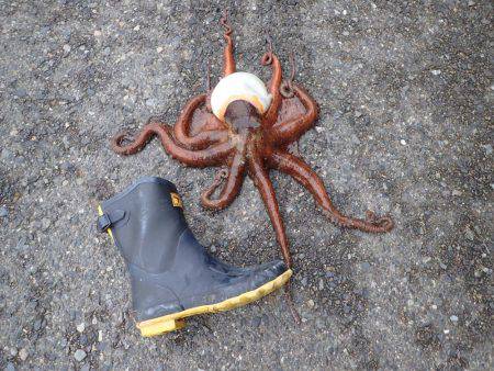 居残り冬タコ♪