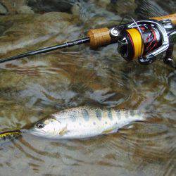 長良川水系でアマゴ釣り