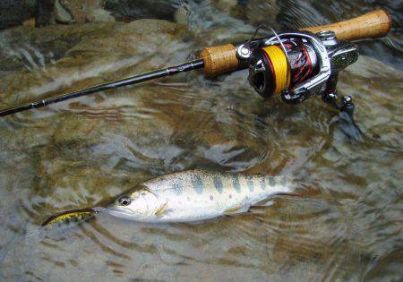 長良川水系でアマゴ釣り