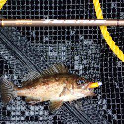 超ライトフィッシュゲーム