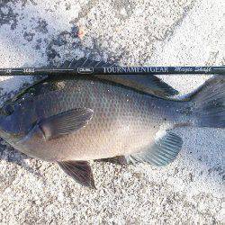 今季初グレ狙い！