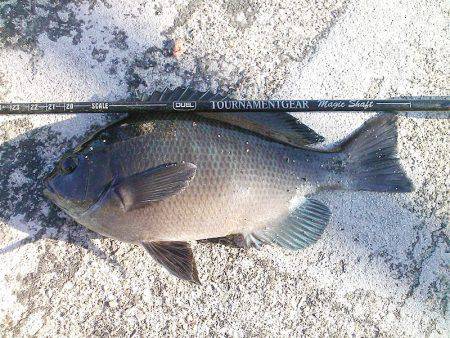 今季初グレ狙い！