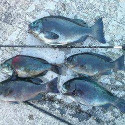 グレ30cm釣れました〜！