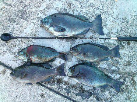 グレ30cm釣れました〜！