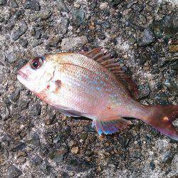 コッパメジナにチャリコ!