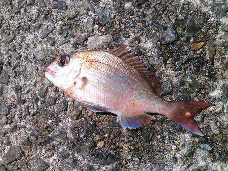 コッパメジナにチャリコ!