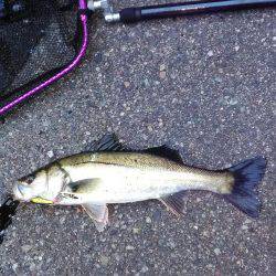 近所湾奥シーバス