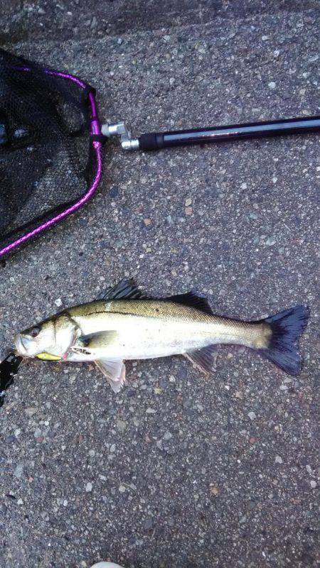 近所湾奥シーバス