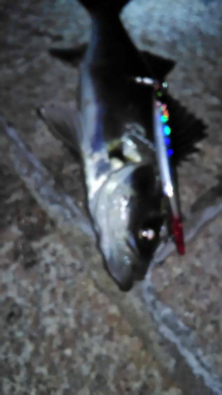 初バチ抜けチーバス