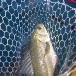 カヤックジギング