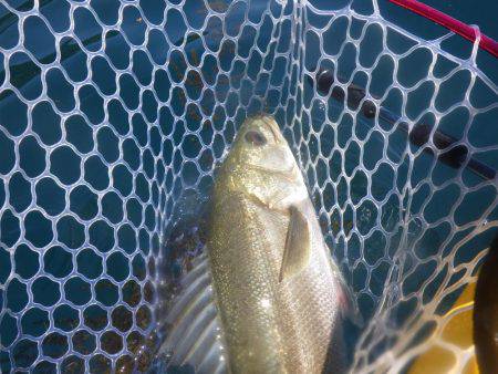 カヤックジギング