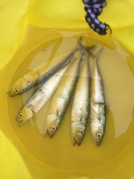 ハマチかシーバス狙いが・・・