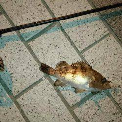 メバルプラッキング初挑戦