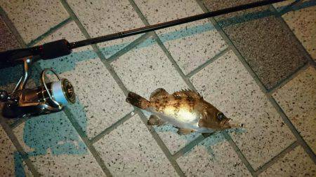 メバルプラッキング初挑戦