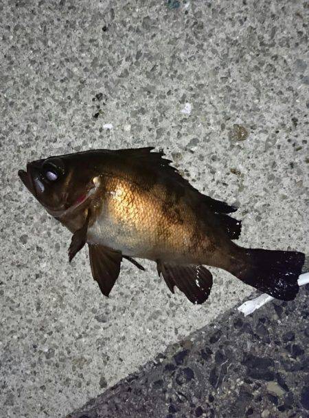 メバリングでシーバス