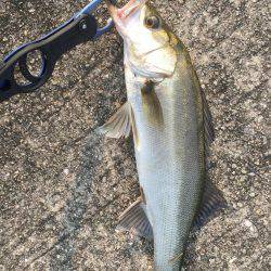 昨日はバチパターン、本日はベイトパターン