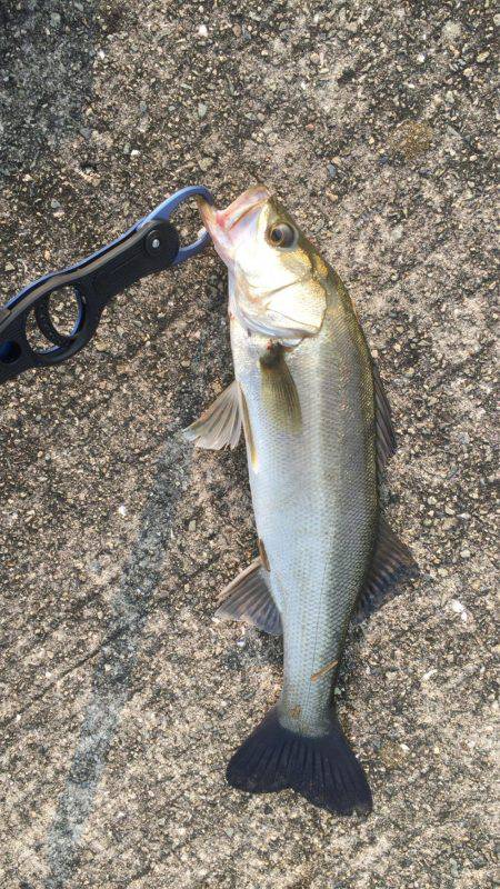 昨日はバチパターン、本日はベイトパターン