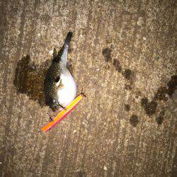 今日もバチ抜け