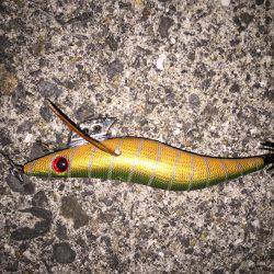 コウイカ狙いのはずが