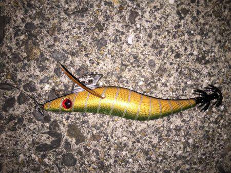 コウイカ狙いのはずが