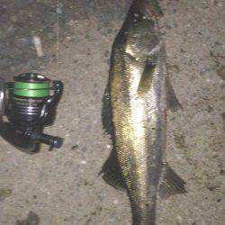 まだまだバチパターン