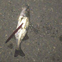 なかなか釣れない