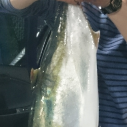 久し振りの海上釣堀