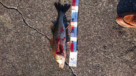 朝まずめゲーム