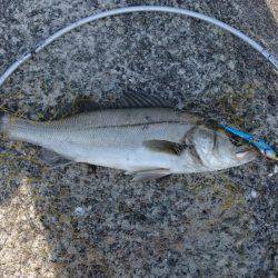 鰤狙いに・・・