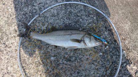 鰤狙いに・・・