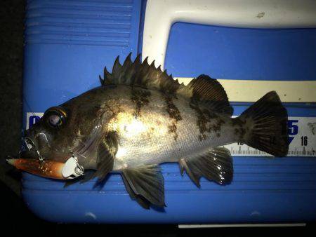 満月メバリング