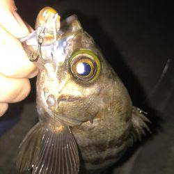 プラグメバリング