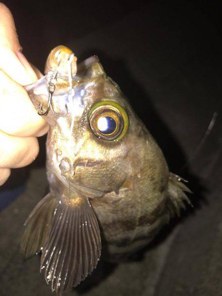 プラグメバリング