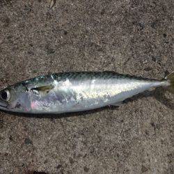 岩屋一文字に釣行