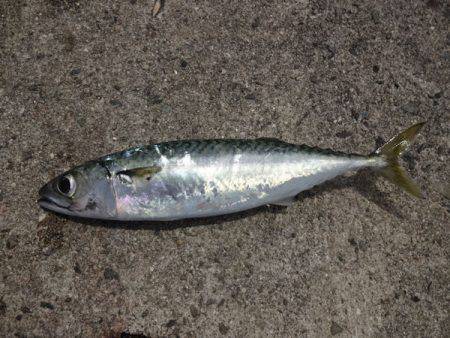 岩屋一文字に釣行