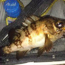 初  泉南メバリング