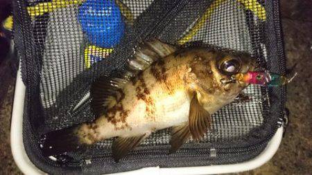 初 泉南メバリング