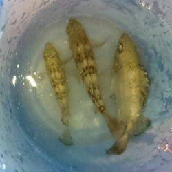 メバルプラッキング初挑戦