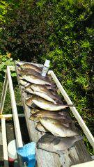 マダイ狙いでしたが船中マダイは0、イサキだらけ