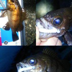 レギュラーサイズ