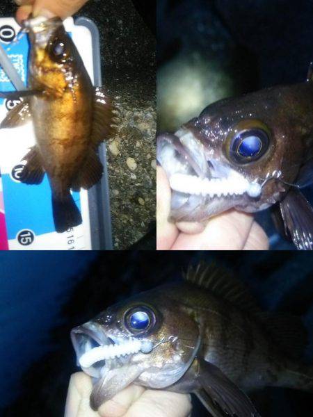 レギュラーサイズ