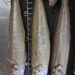 夕間づめのみの釣行