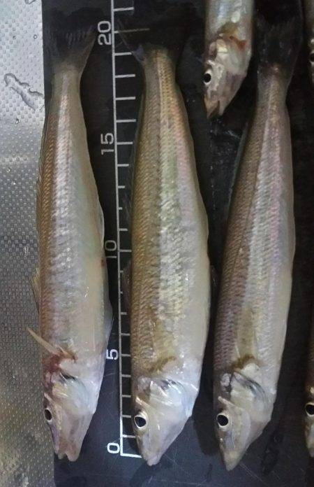 夕間づめのみの釣行