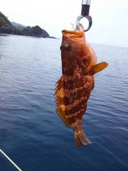 根魚