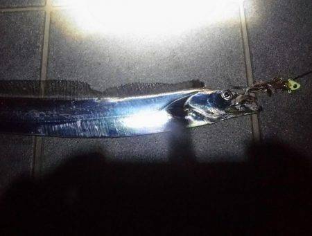 太刀魚をもとめて